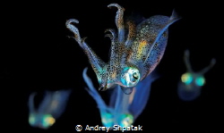 Night dive. Longfins squids. by Andrey Shpatak 